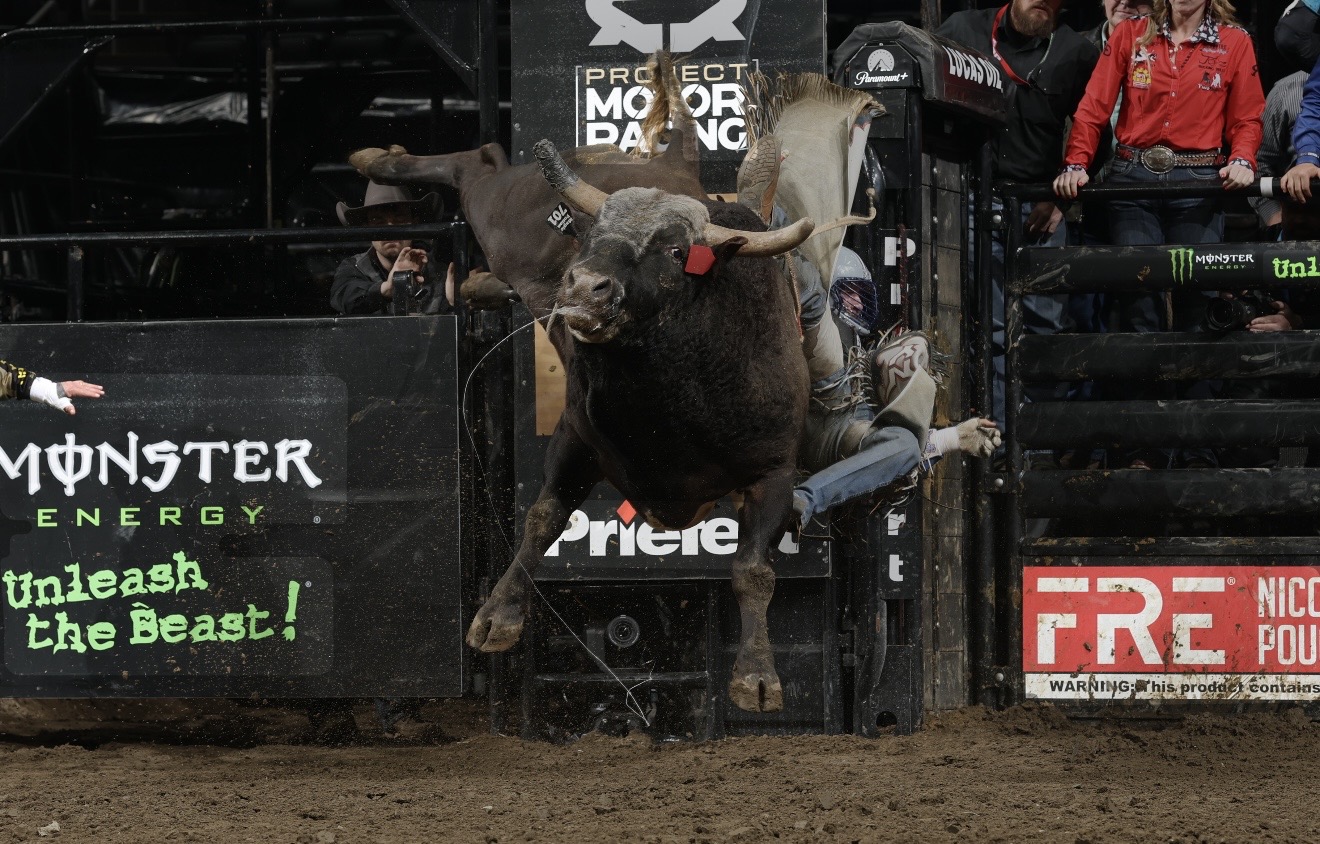 photo of rodeo bucking bull Magic Potion